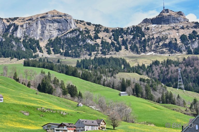 Ble-Or-Appenzell-Avril-2023_038